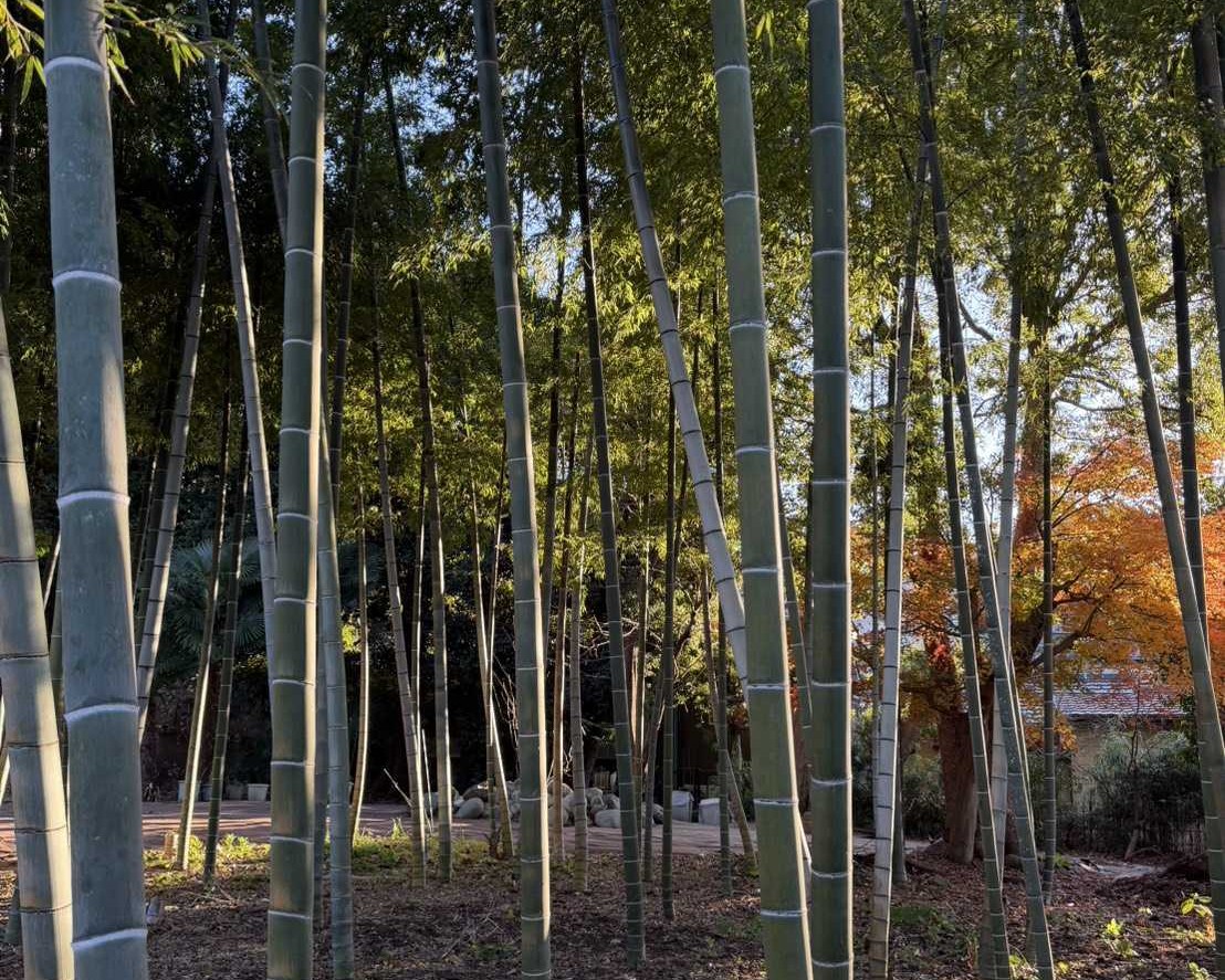 1774850783990 yoko.jpg